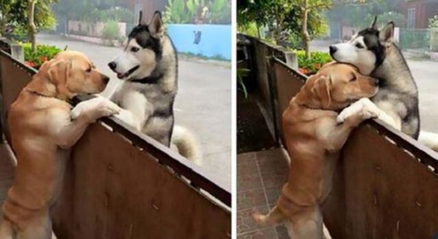 Inseparabili: l’Husky si precipita fuori dal cancello per poter abbracciare ogni giorno il suo compagno di giochi