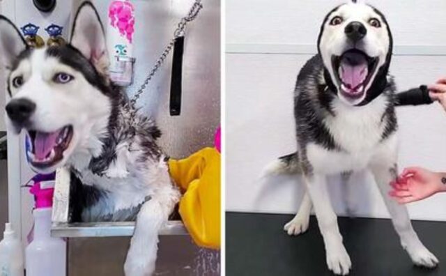 L’Husky con tendenza al dramma fa (davvero) i capricci quando arriva dalla toelettatrice (VIDEO