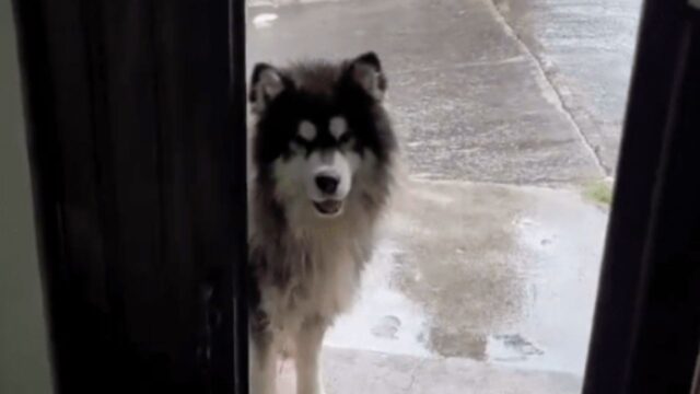 “C’è spazio anche per loro?”: questo cane porta i suoi amici randagi a casa per farli mangiare