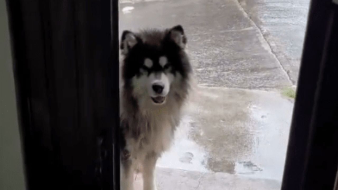 cane che guarda l'obiettivo