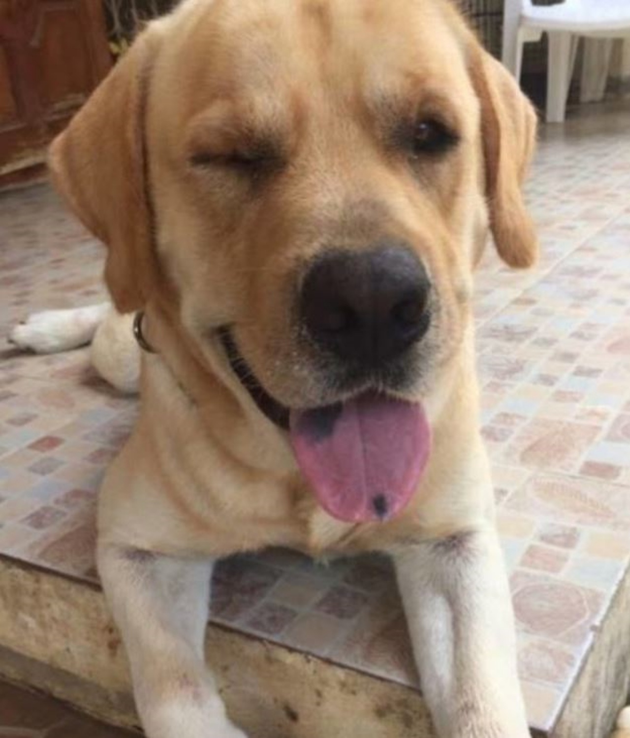 Un Labrador Retriever di nome Messy