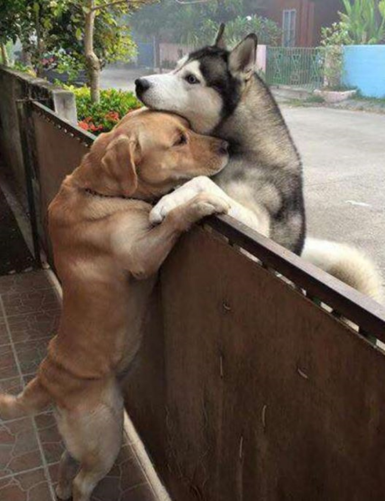 Un labrador e un husky che si abbracciano