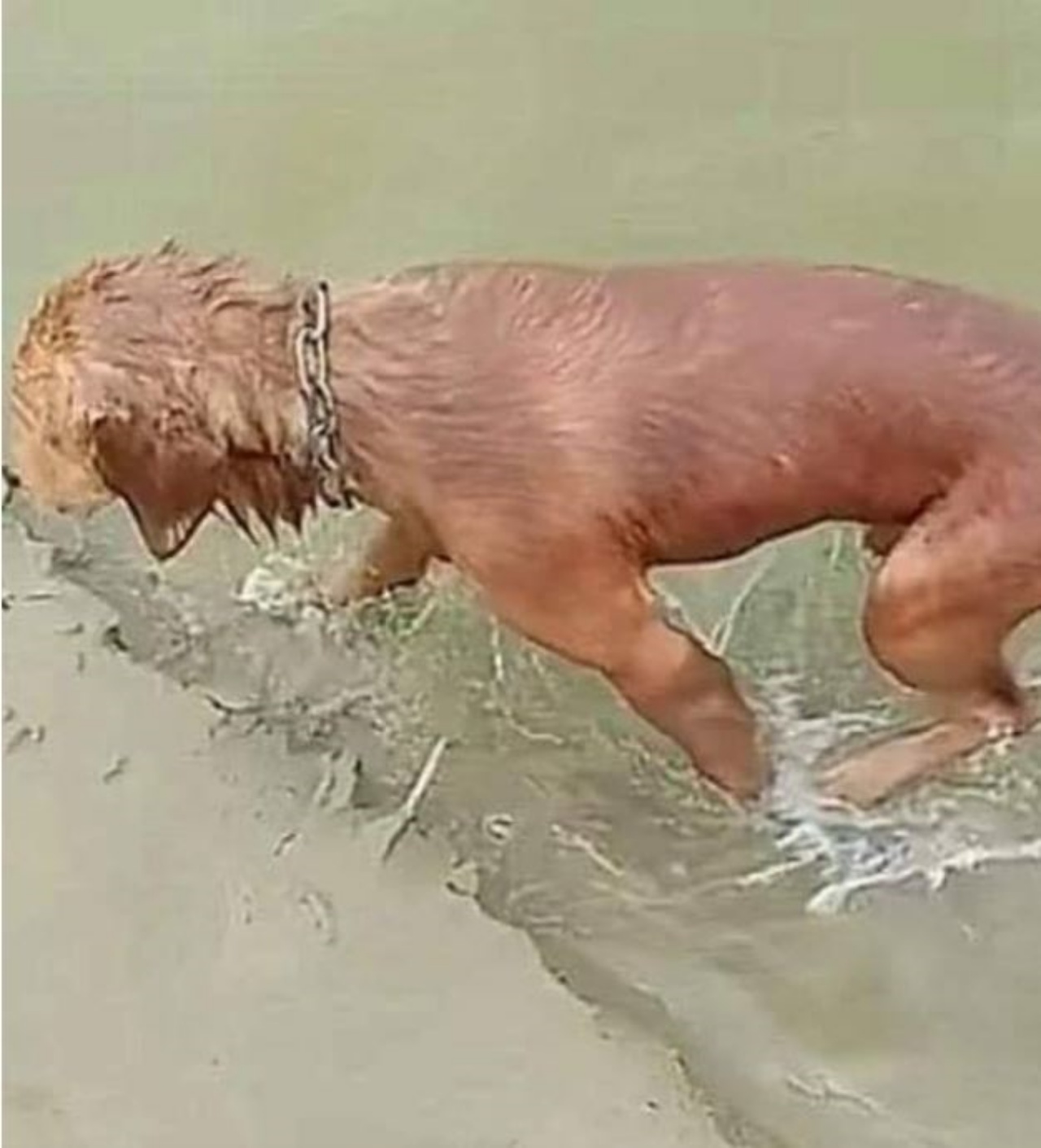 un cane di nome Jonel che esce dall'acqua