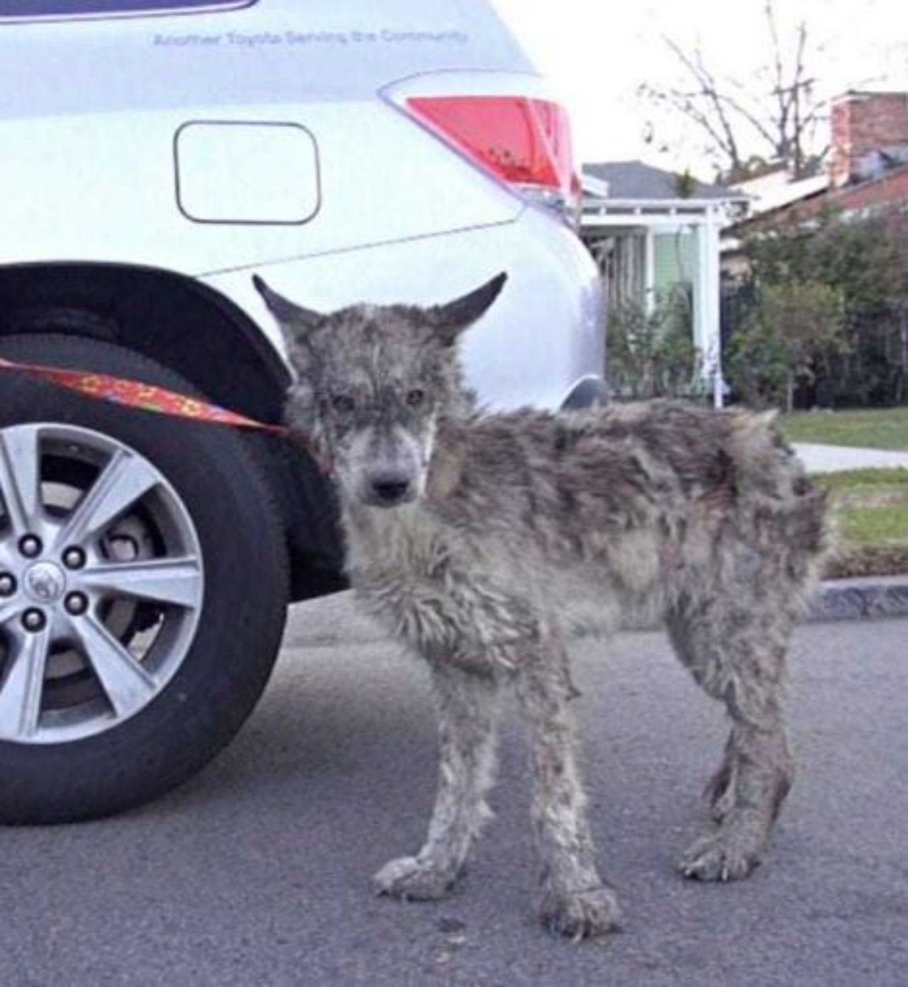 Un cane lupo con un guinzaglio