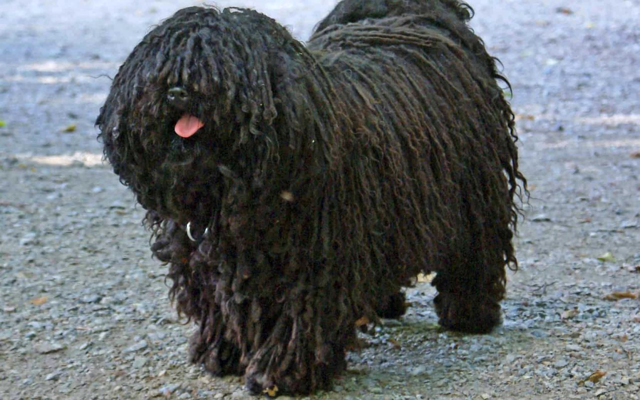 cagnolino nero che è felice di stare sulla spiaggia