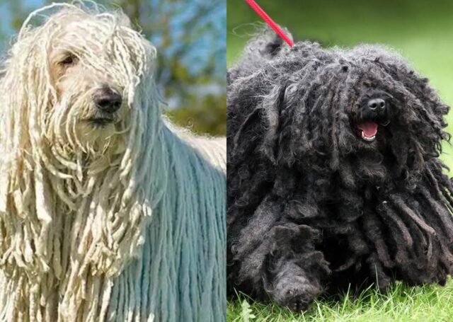 Komondor e Puli: quali sono le differenze?