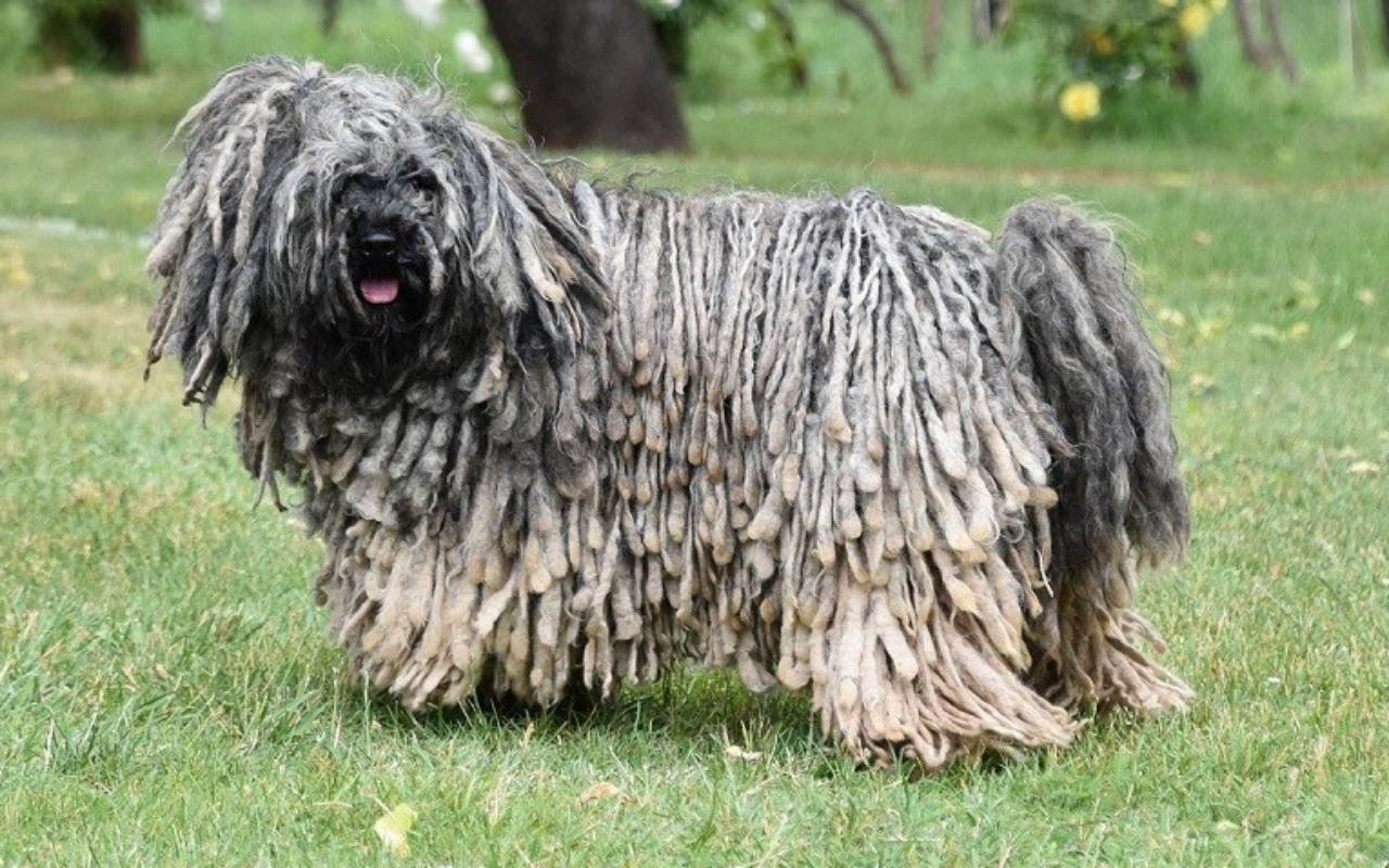 cagnolino con il pelo rasta di colore grigio sfumato