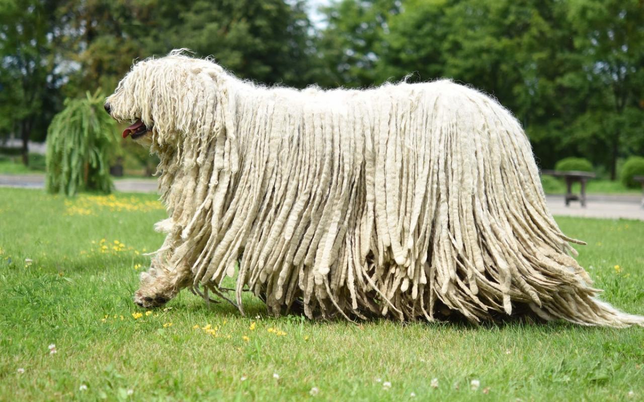 cane grande con il pelo formato da tante corde bianche simili a rasta