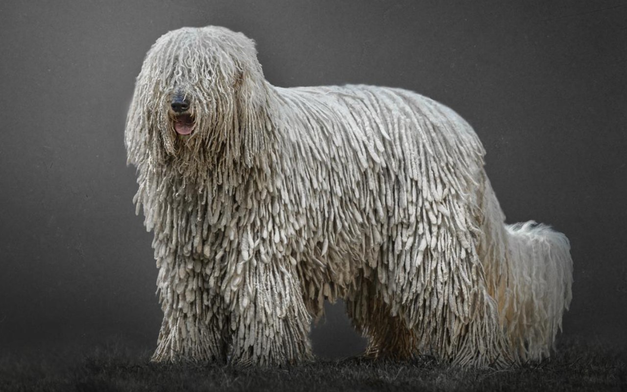 cane tutto bianco con il pelo a corde