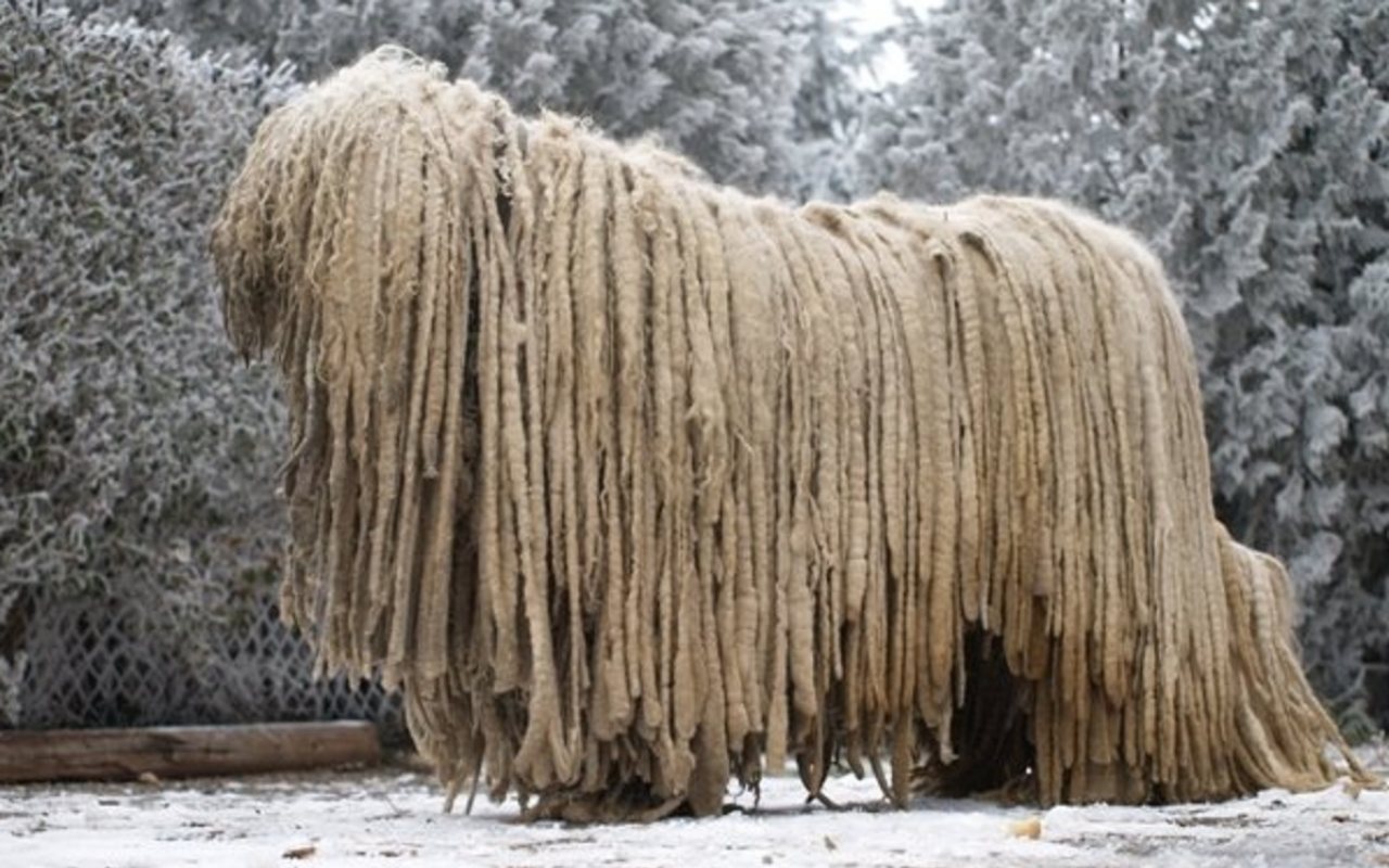 cane che somiglia a una pecora gigante cammina nella neve