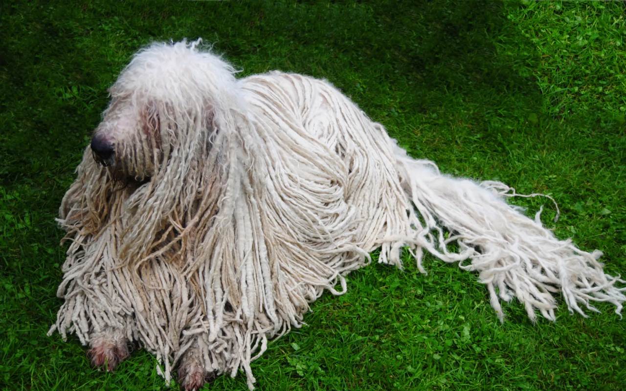 cane grande e bianco disteso sul prato