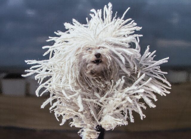 Come gestire il particolare pelo rasta del Komondor?