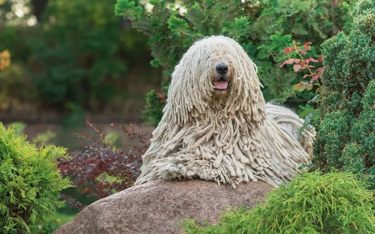 cane seduto su una roccia in mezzo al bosco che si gode la natura