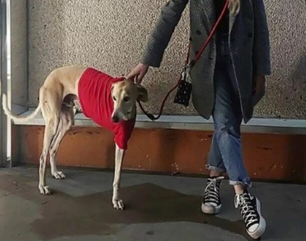 Levriero disabile abbandonato adottato da una donna: Noelia racconta la storia di Lenon