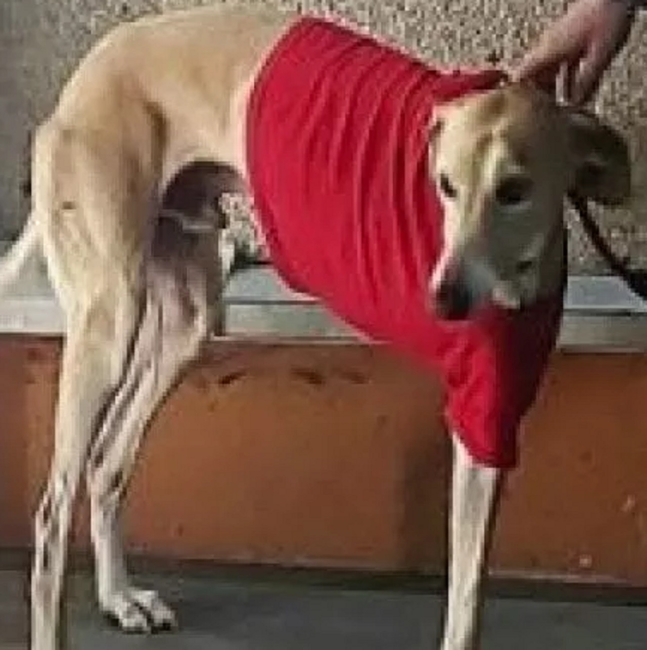 Cane con cappottino rosso
