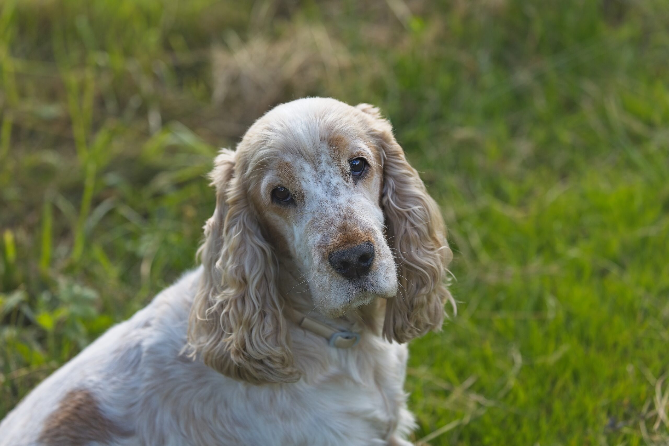 cane cocker