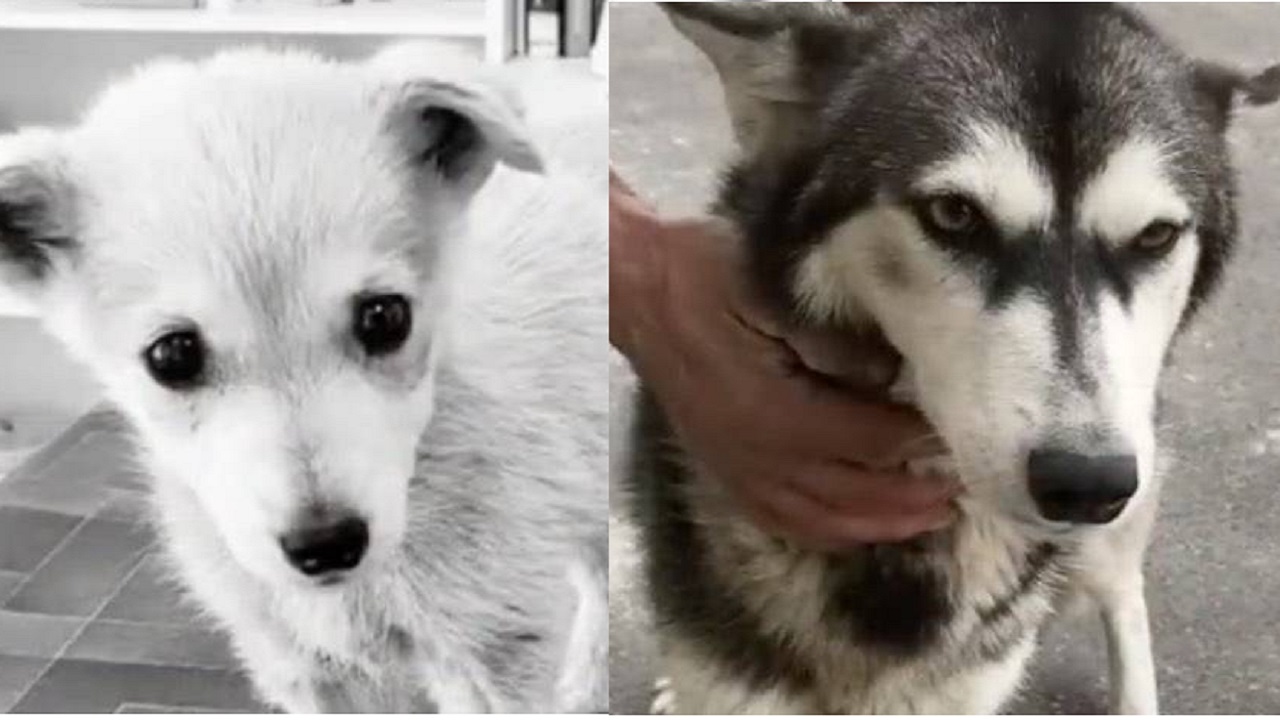 Mamma Husky e il cucciolo