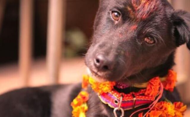 C’è un posto nel mondo dove ogni anno si organizza un festival per celebrare l’amore dei cani