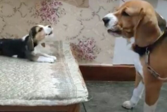 Il cucciolo di Beagle si intrattiene in una conversazione “impertinente” con il suo papà