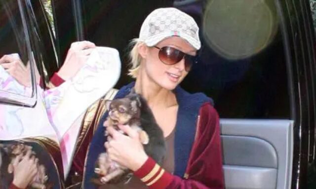 Paris Hilton dice addio a Harajuku, il chihuahua che ha vissuto con lei per 23 anni