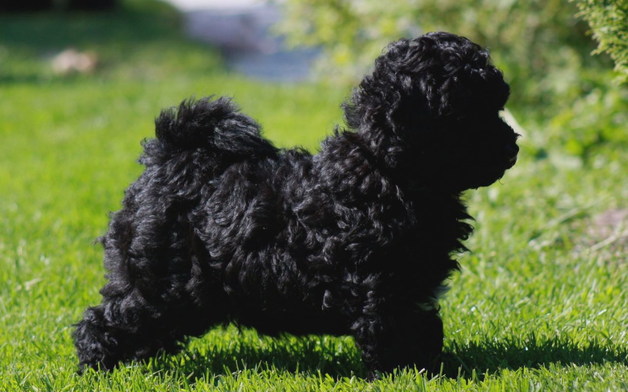 cane nero molto piccolo in posa 