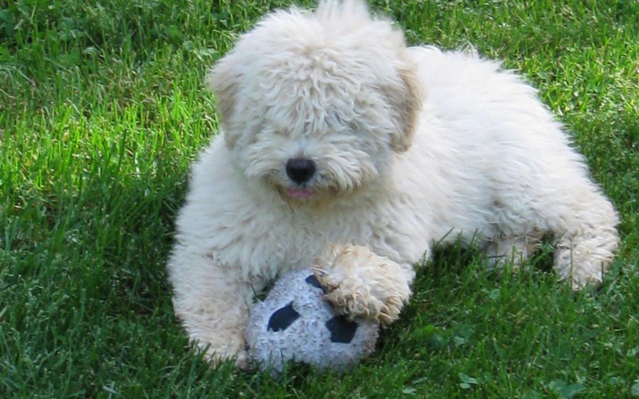 cane bianco con il pelo a pecorella che gioca con una palla in giardino