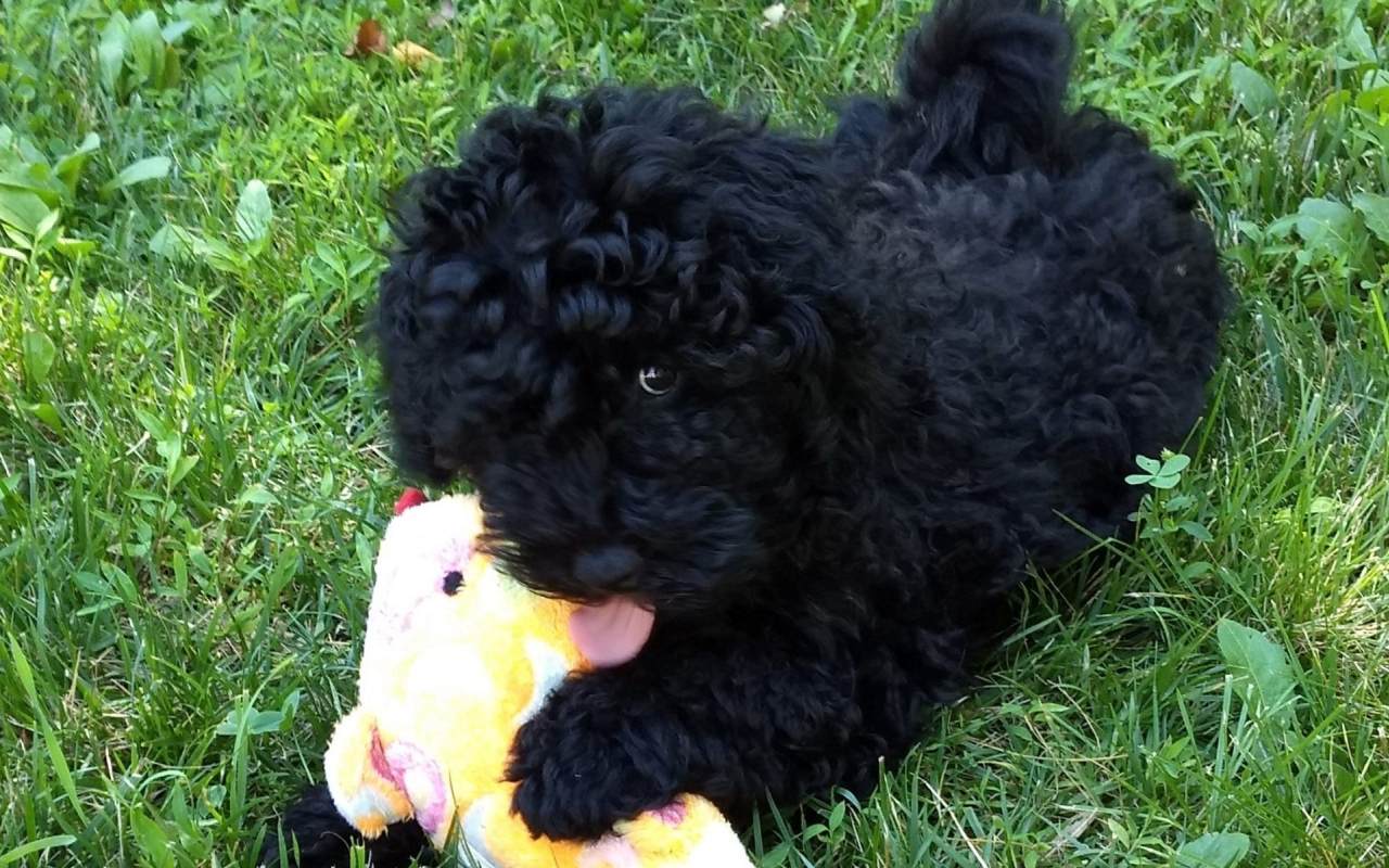 cagnolino nero che gioca con un peluche sul prato