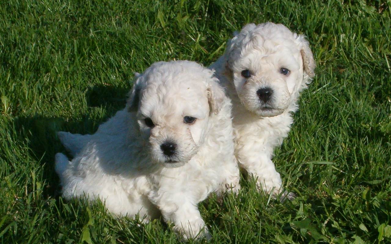 due cuccioli di cane da pastore bianchi che sembrano delle piccole pecorelle