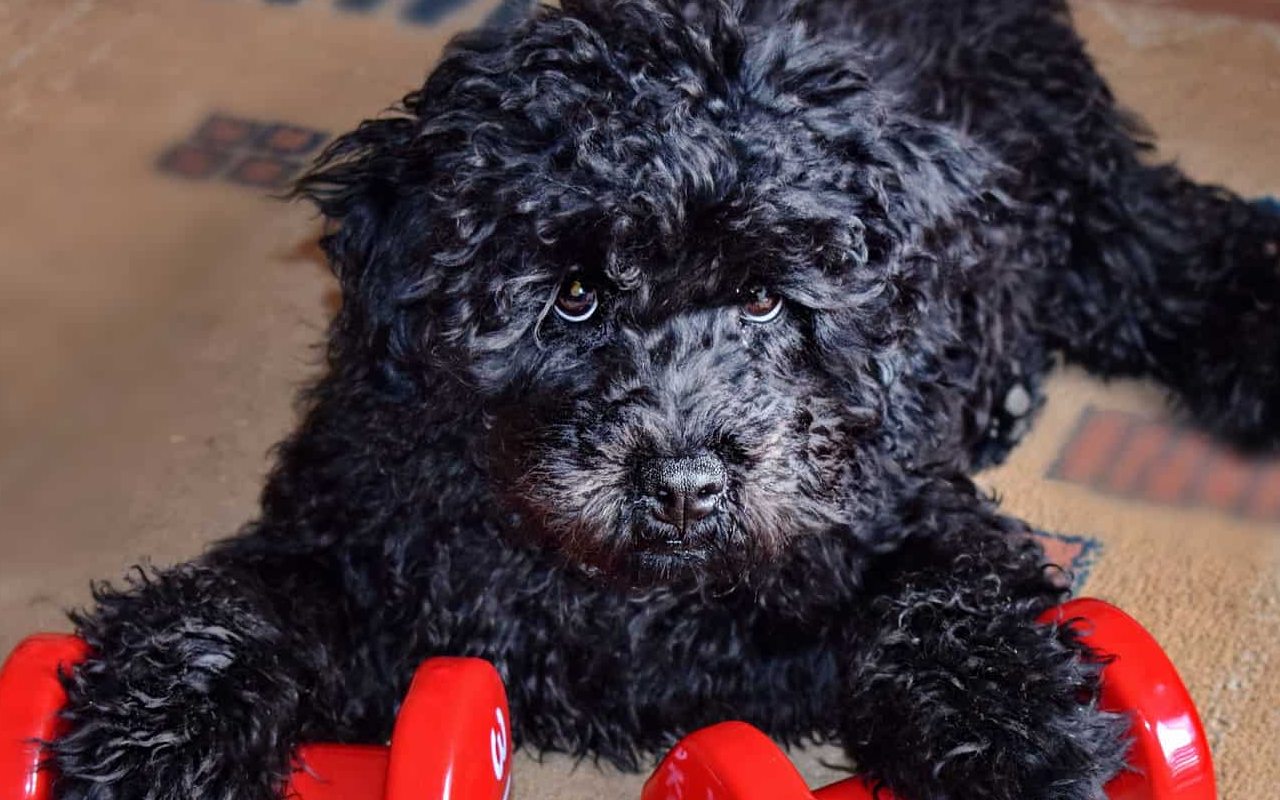 cane nero disteso sul pavimento di casa