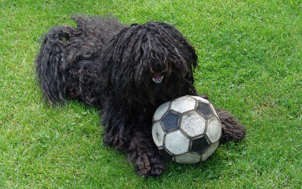 cane nero con il pelo strano che gioca con un pallone