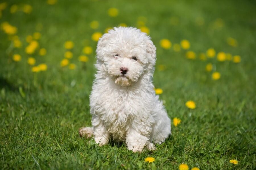 Puli cucciolo, come educare e cosa occorre al piccolo “cane mocio”