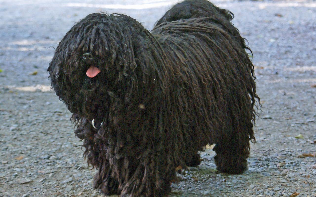 cane con il pelo tutto sporco