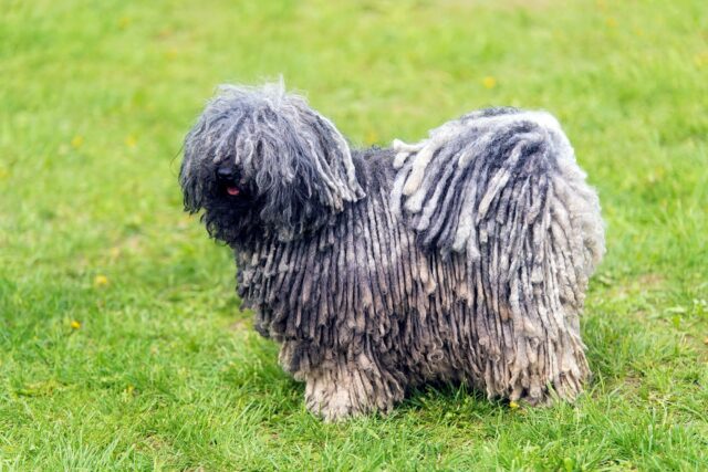 Toelettatura del cane Puli: come farla al meglio