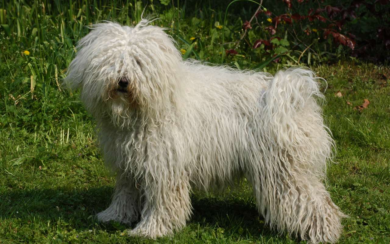 cane bianco in giardino