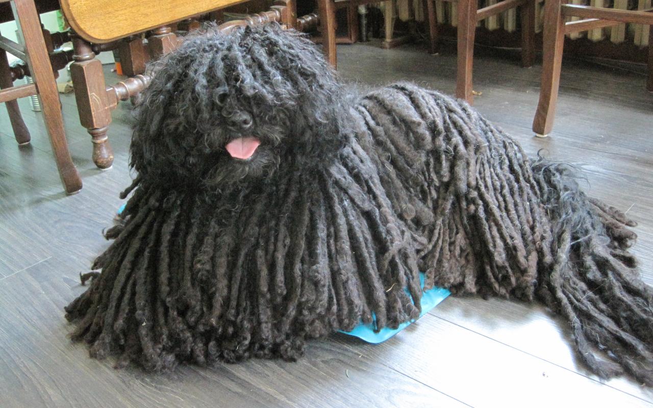 cane nero con il pelo a corde