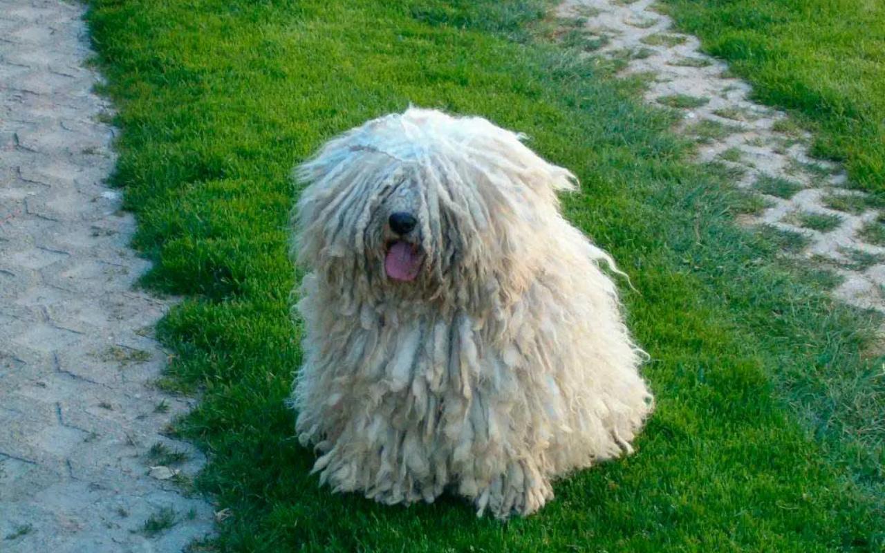 cane bianco sul prato