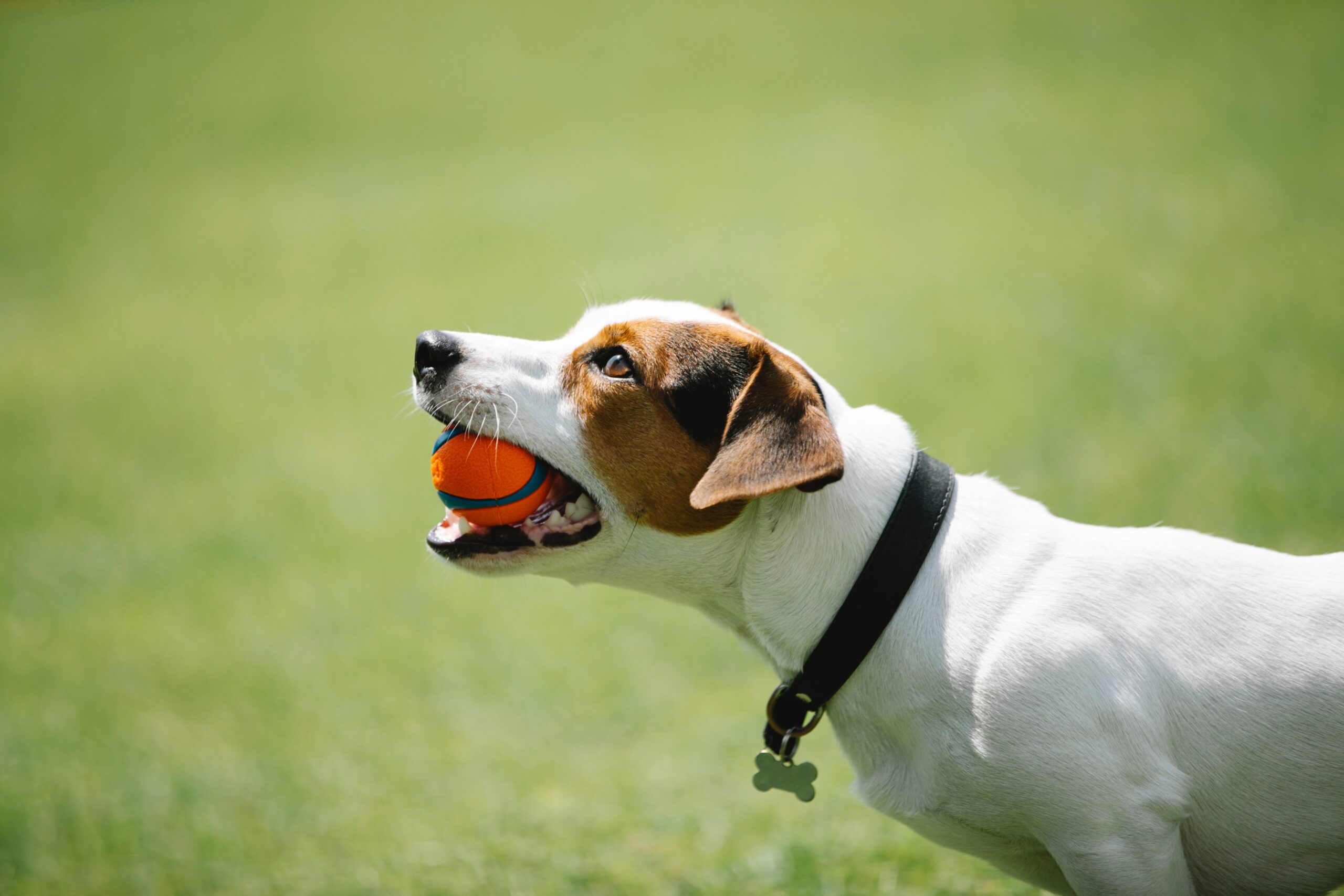 cane con pallina in bocca