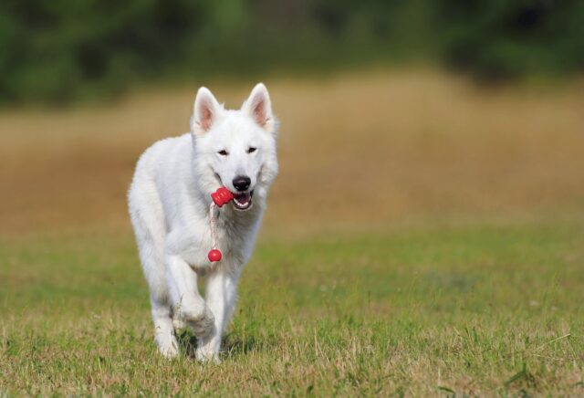 Quanti giochi deve avere un cane (e come gestirli)?