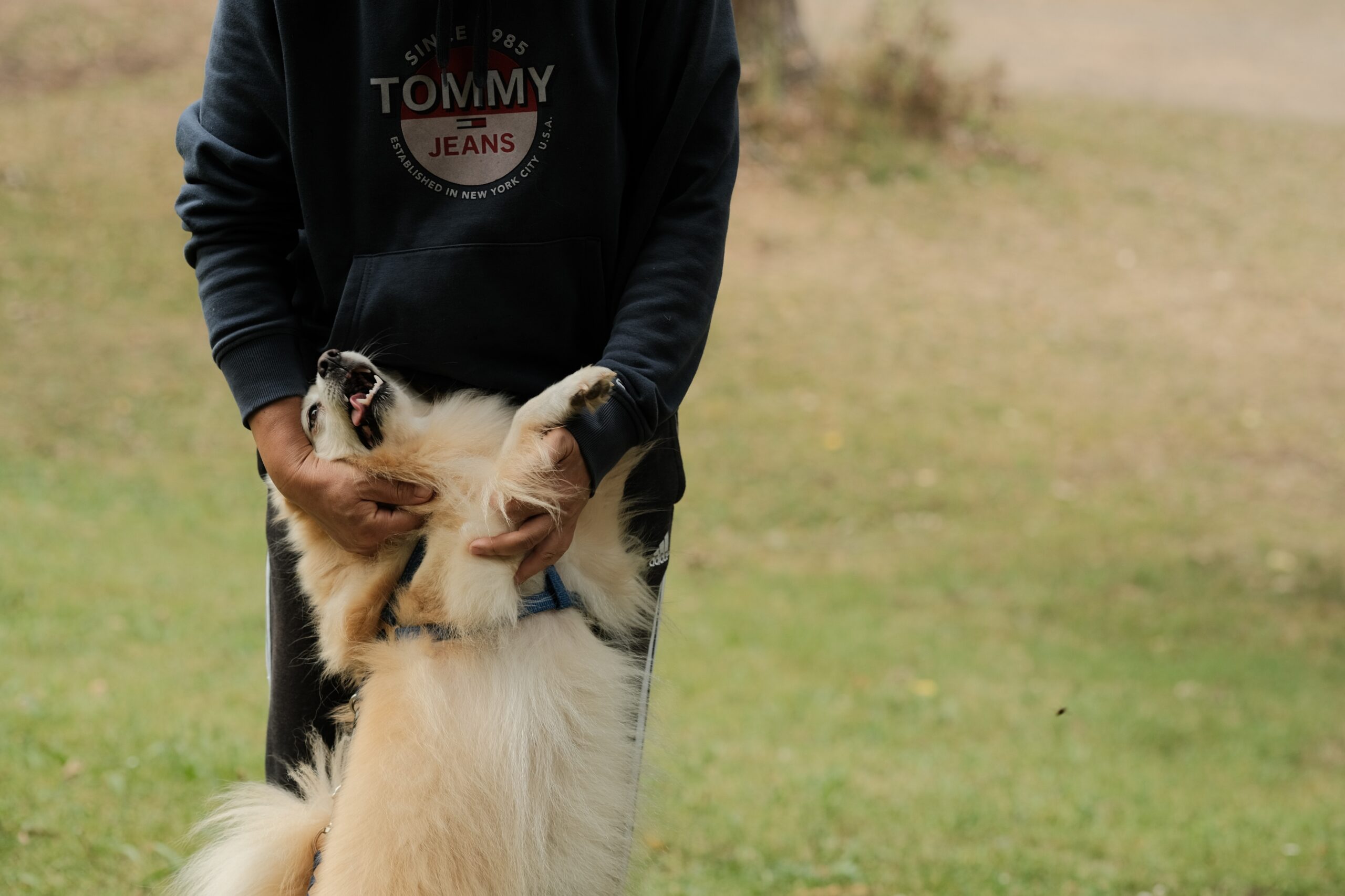 cane si lascia coccolare