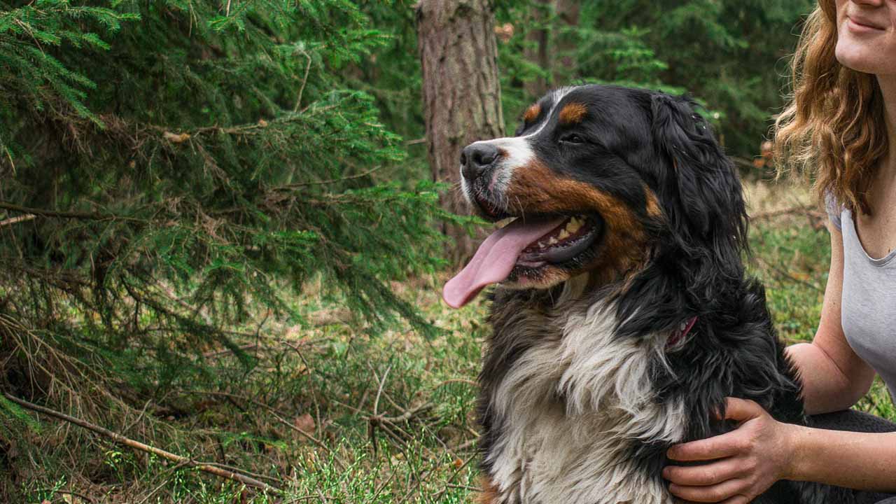 Ragazza con un Bovaro del Bernese