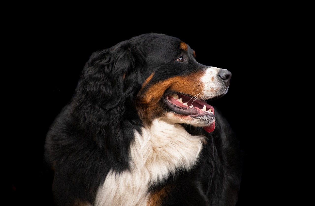 Cane di razza Bovaro del Bernese