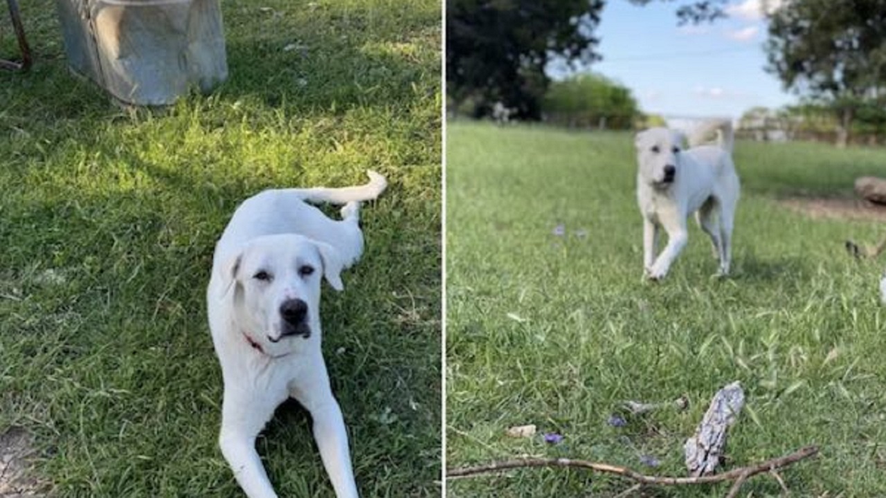 Cane bianco felice nei prati