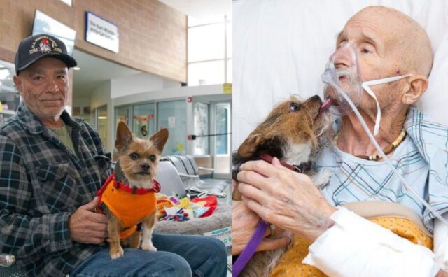 Un uomo ammalato, ormai alla fine, implora di vedere il suo amato cane per l’ultima volta