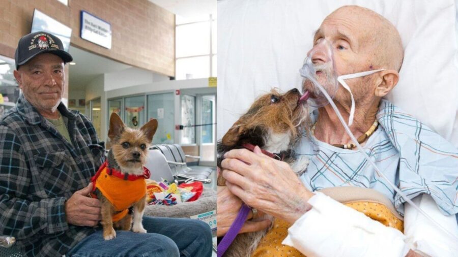 cagnolino in ospedale