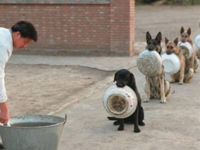 Che autocontrollo! Questi cani sanno come fare la fila per la loro razione di pappa