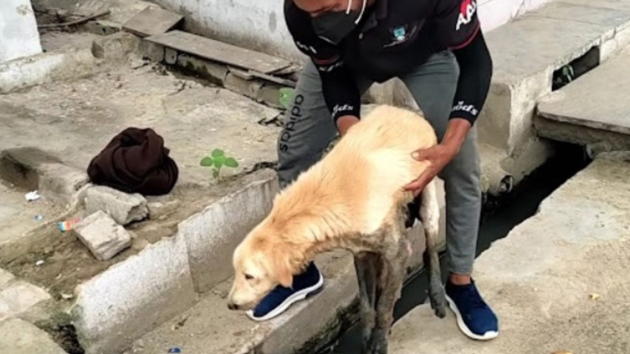 cane con le zampe sporche