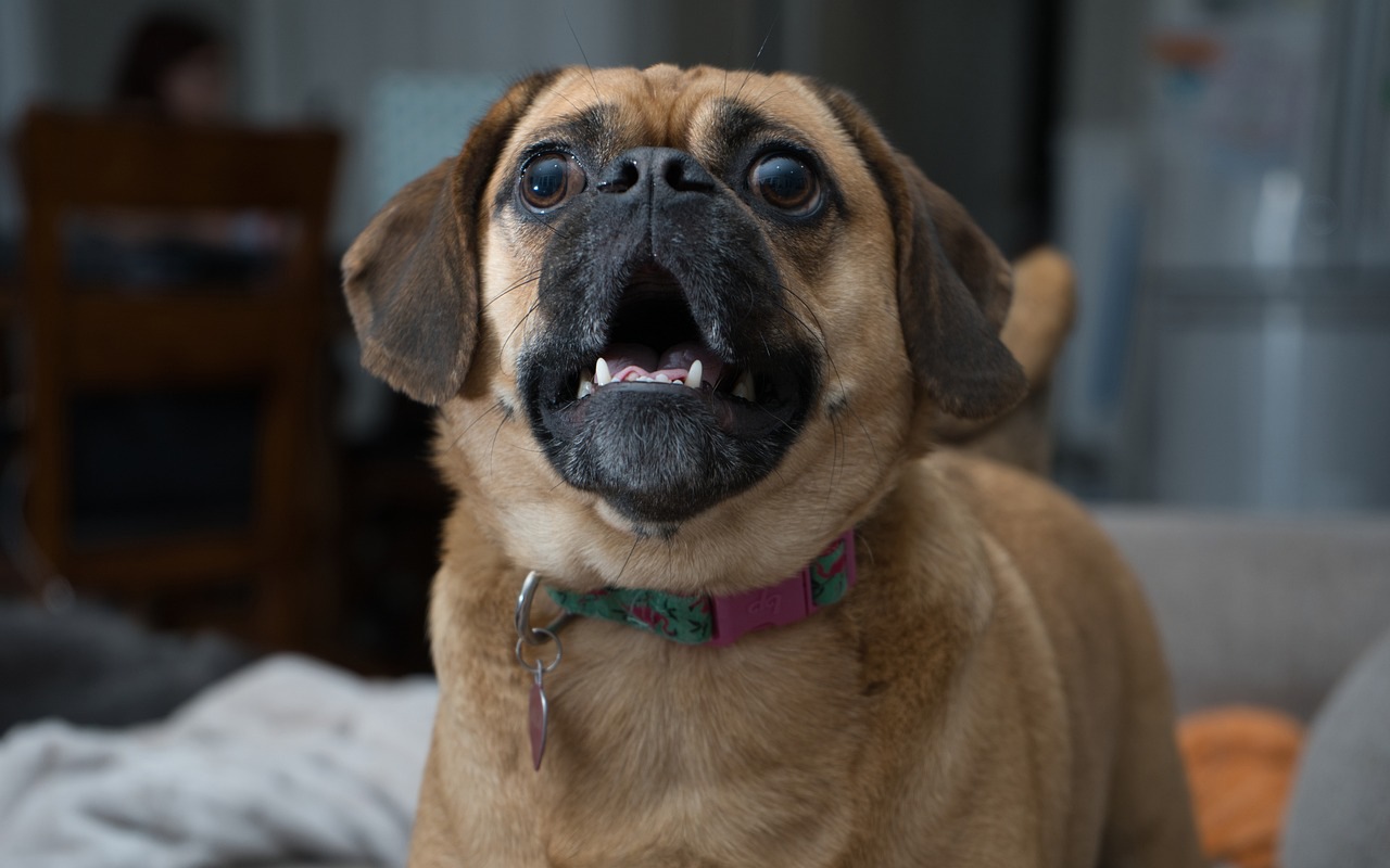 cane che guarda all'insù con la bocca aperta