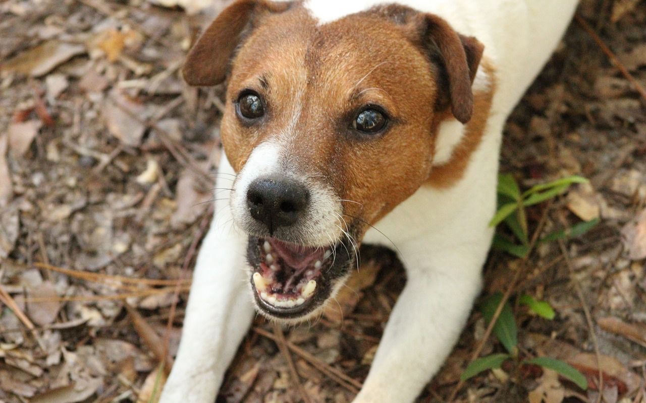 cane con la bocca aperta che mostra i denti