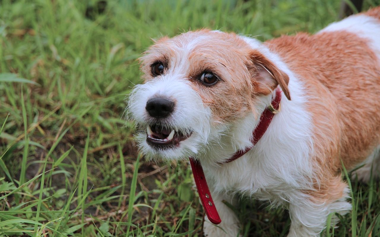 cagnolino che ringhia sul prato