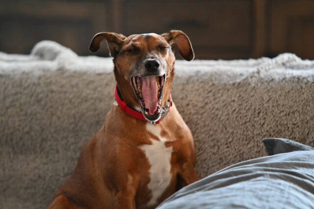 cane sul divano che sbadiglia con la bocca aperta